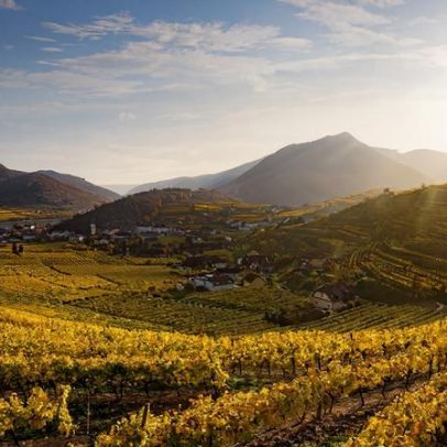 Diversidade é o trunfo do Grüner Veltliner