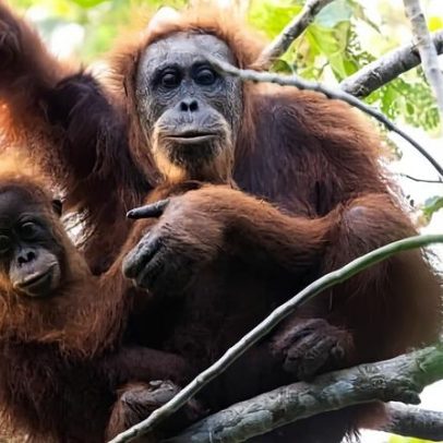Deslizamentos climáticos mataram cerca de 58 orangotangos Tapanuli aponta estudo