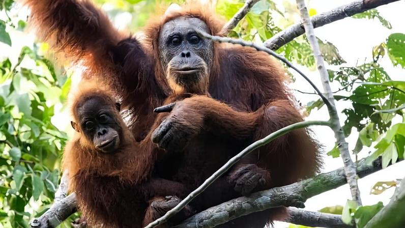 Deslizamentos climáticos mataram cerca de 58 orangotangos Tapanuli aponta estudo