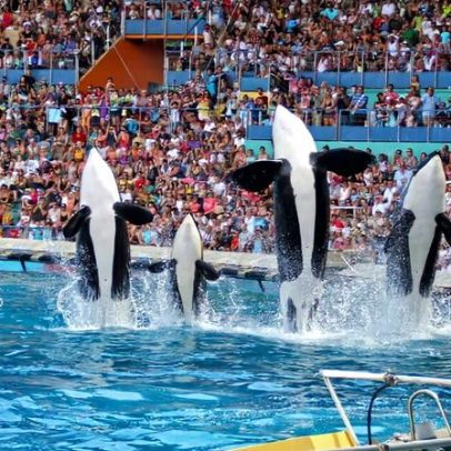 França envia última orca cativa para parque marinho, não santuário