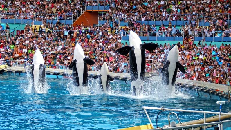 França envia última orca cativa para parque marinho, não santuário