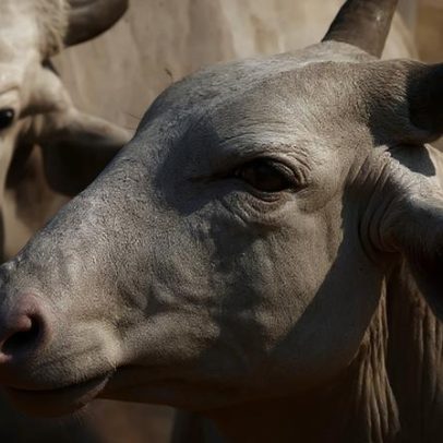 China reconhece o Brasil como área livre de febre aftosa