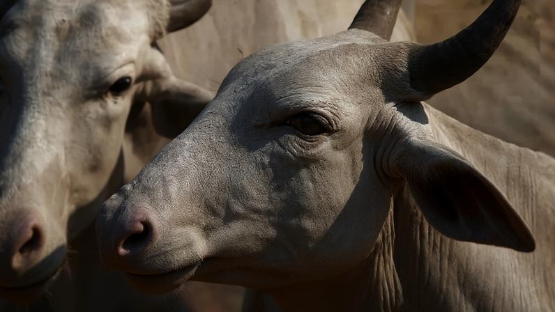 China reconhece o Brasil como área livre de febre aftosa