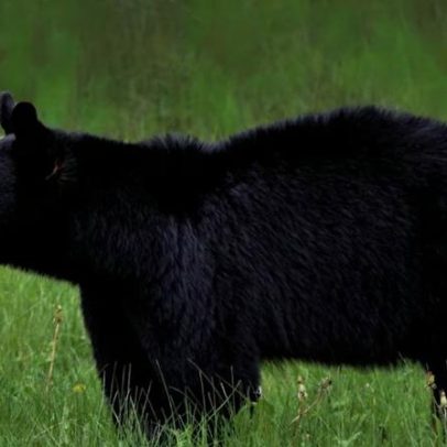 Urso ataca adolescente e avança contra grupo em trilha popular nos EUA