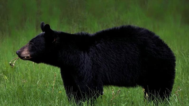 Espécie de urso-negro (foto) atacou grupo de trilheiros em Seattle, nos Estados Unidos
