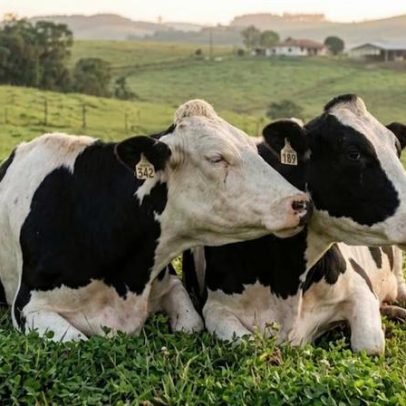 Vacas formam laços emocionais com melhores amigas, mudando a visão sobre animais
