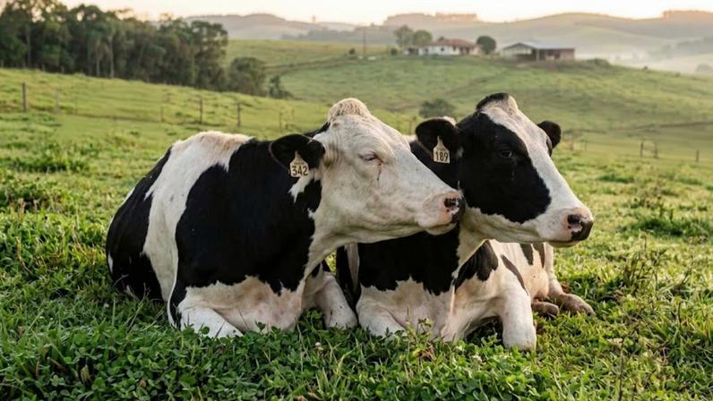 Vacas formam laços emocionais com melhores amigas, mudando a visão sobre animais