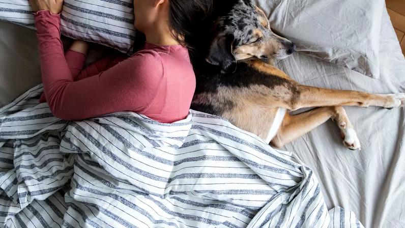 Cães podem perturbar mais o nosso sono do que gatos