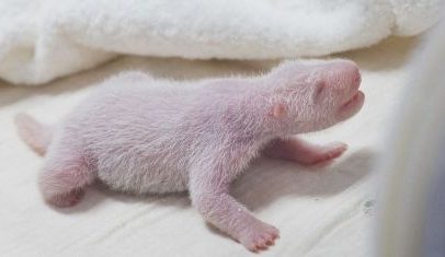 Panda-gigante dá à luz quarto filhote na Coreia do Sul