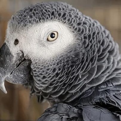 Estudo revela que aves podem apresentar comportamentos sexuais