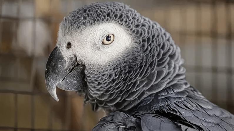 Pesquisa inédita com 120 espécies indica que o comportamento é natural, comum em animais selvagens e desafia mitos sobre bem-estar em cativeiro