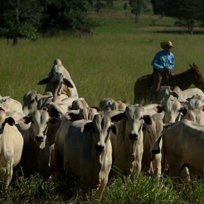 Uso de antibióticos na pecuária pode custar US$ 1,8 bi às exportações brasileiras