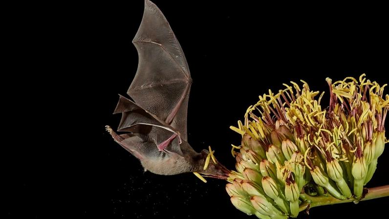 A Mexican long-tongued bat feeds from an agave flower in the Sonoran Desert in Arizona, U.S. Image courtesy of Peter Hudson.