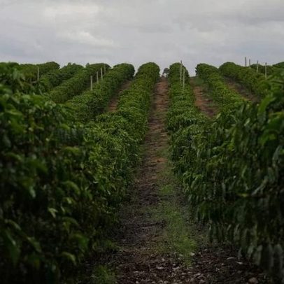 Colheita de café atinge 12% nas áreas da Cooxupé, menor desde 2022