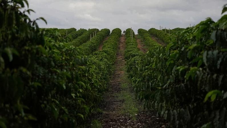 Plantação de grãos de café robusta em São Gabriel da Palha