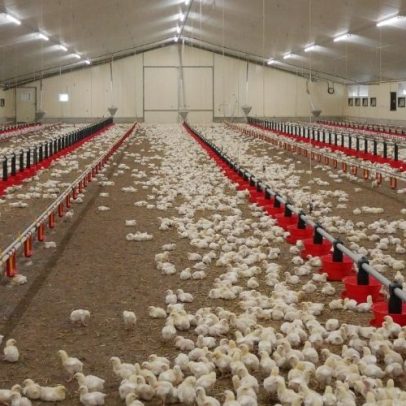 Onda de calor extremo na França mata centenas de milhares de aves