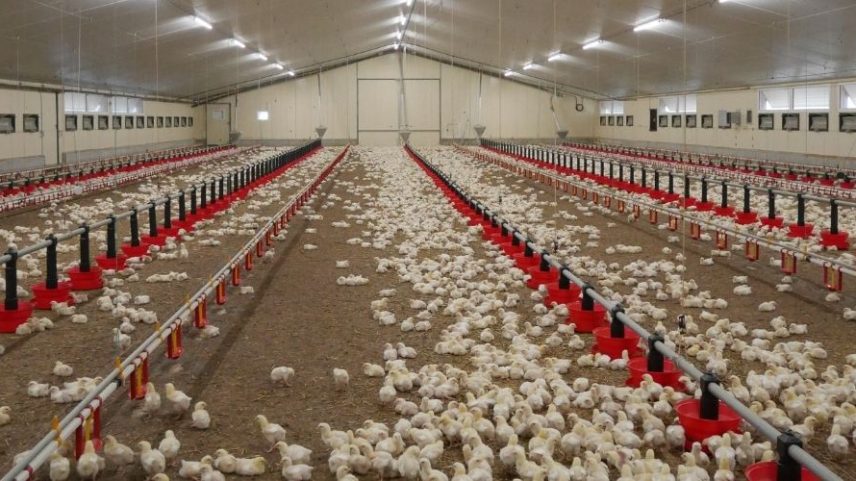 Onda de calor extremo na França mata centenas de milhares de aves
