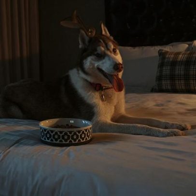 Hotéis de luxo se adaptam para casais sem filhos e com pets