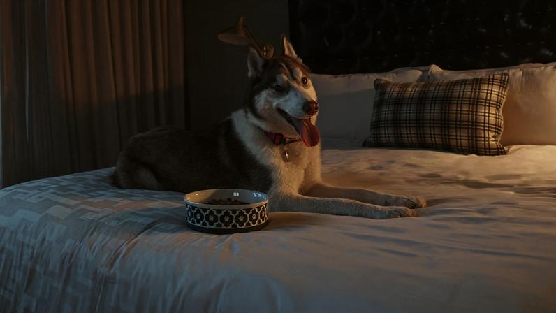 Hotéis de luxo se adaptam para casais sem filhos e com pets