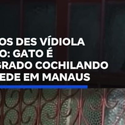Gato é flagrado cochilando em rede em Manaus