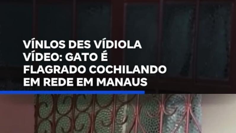 Gato é flagrado cochilando em rede em Manaus