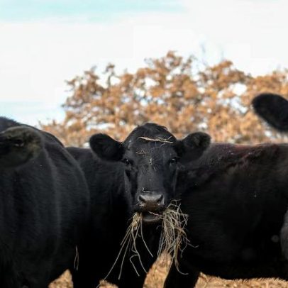 Retorno de praga preocupa pecuaristas no Texas e atrasa recuperação do rebanho