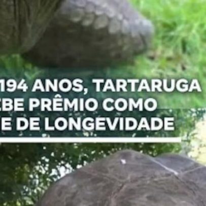 Tartaruga ganha prêmio por ser ícone de longevidade