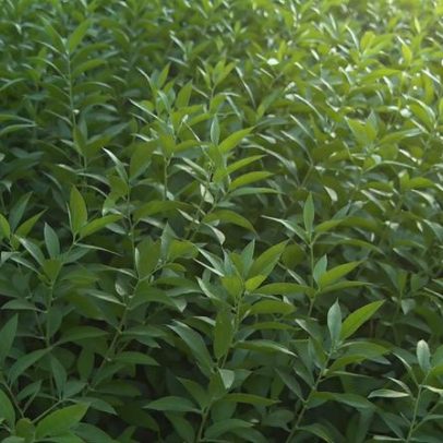 Planta tem memória? Estudo aponta defesa contra praga