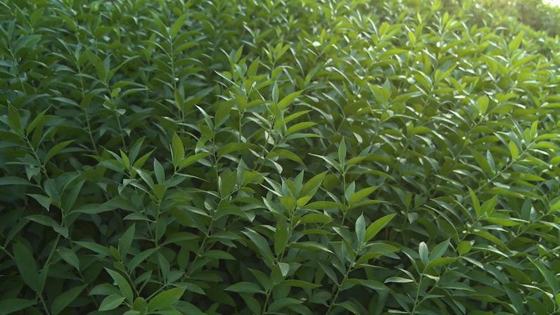 Greening é uma das doenças mais destrutivas dos citros no mundo