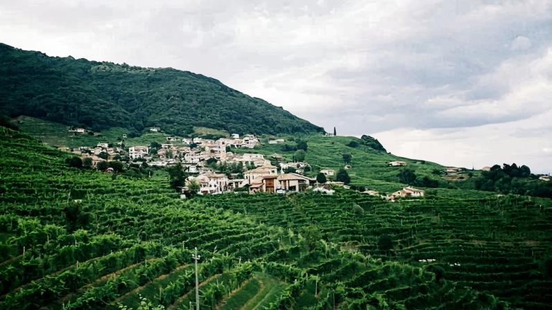 Andreola vines on the hills of Valdobbiadene.