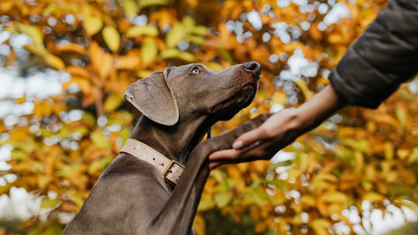 Comportamento dos cães pode indicar preferência por uma das patas