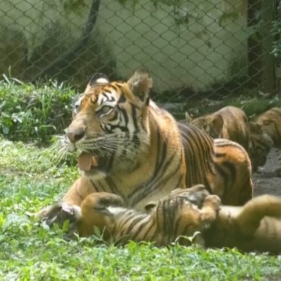 Filhotes de tigre-de-sumatra fazem primeira aparição pública em zoo