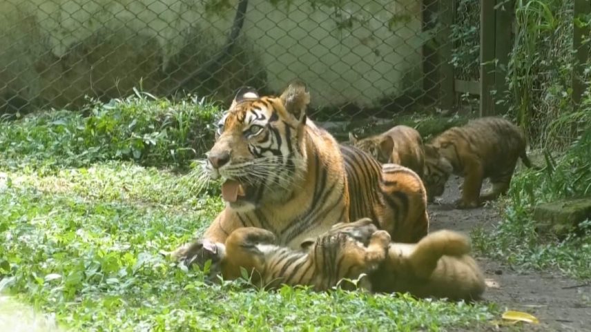 Tigresa deitada em área gramada com filhotes ao redor. Um dos filhotes brinca próximo à mãe, enquanto os outros exploram o espaço perto de uma cerca metálica.