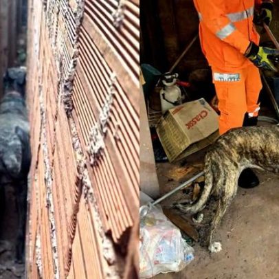 Cachorro fica preso entre muros após susto com fogos em Ituiutaba (MG)
