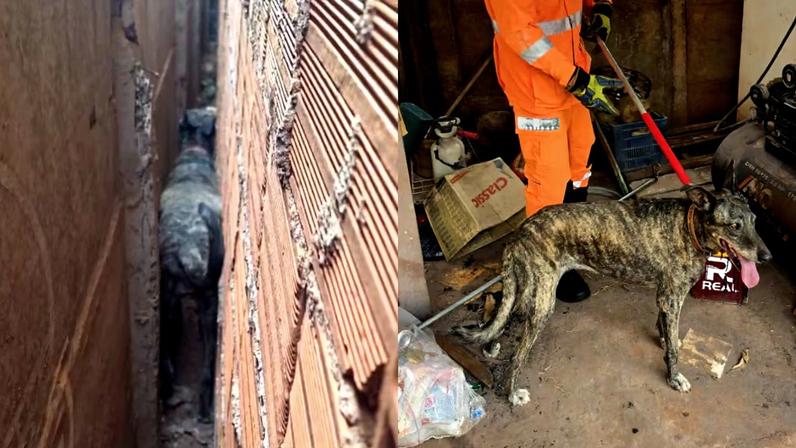 Animal foi resgatado em segurança pelo Corpo de Bombeiros