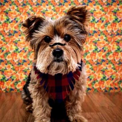 Alimentos e bebidas de festa junina podem ser perigosos para cães e gatos