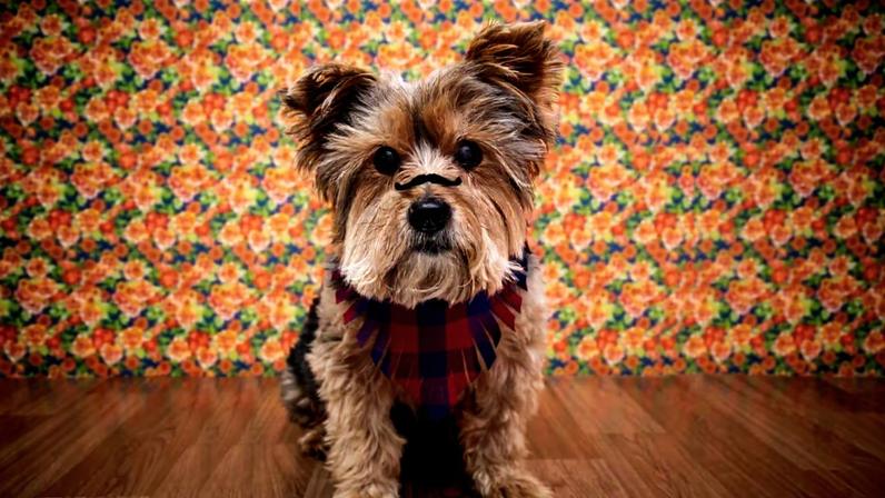 Alimentos e bebidas de festa junina podem ser perigosos para cães e gatos