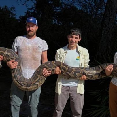 Caçadores atingem recorde ao retirar 3,7 toneladas de cobras gigantes invasoras