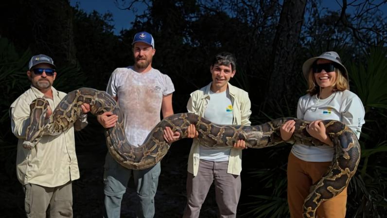 Caçadores atingem recorde ao retirar 3,7 toneladas de cobras gigantes invasoras