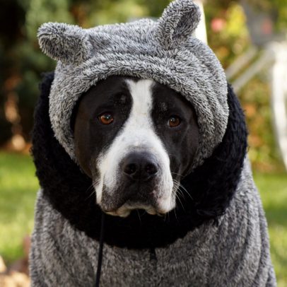 Cuidados com pele e pelo de pets no inverno