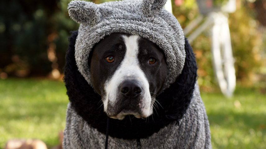 Cuidados com pele e pelo de pets no inverno