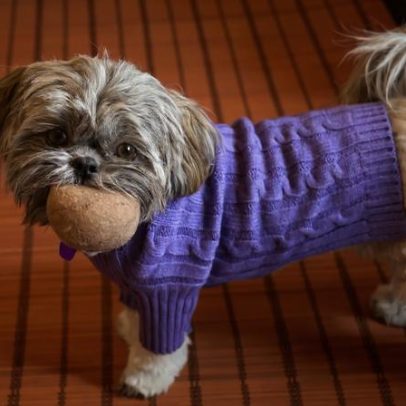 Por que os pets ficam mais quietos no frio: possíveis causas