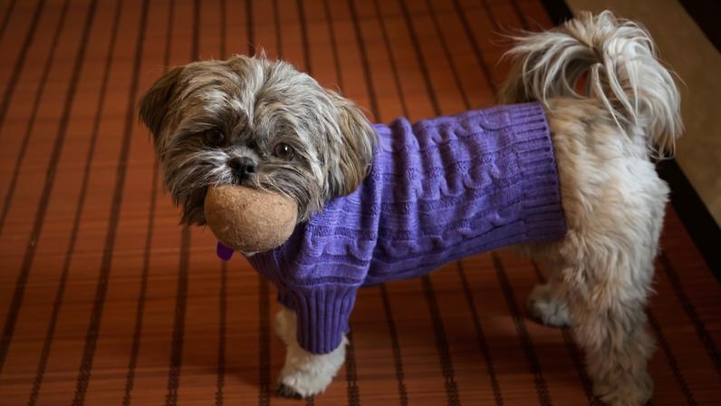 Cachorro vestido
