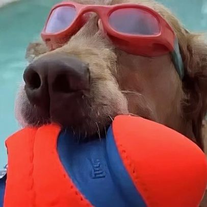 Cães com óculos de mergulho se refrescam em meio ao calor na Espanha