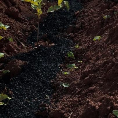 Bioinsumo de biochar atrai R$ 600 milhões em investimentos