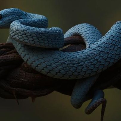 21 animais responsáveis pelo maior número de mortes humanas