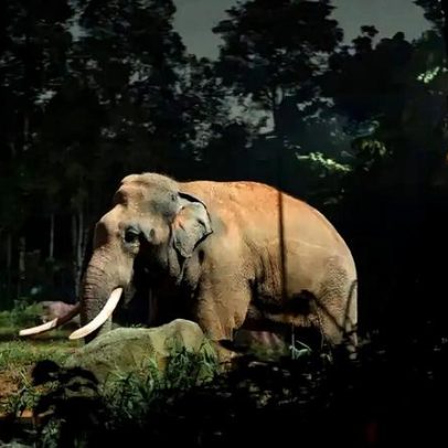 Noite no zoológico oferece visitas e atividades especiais