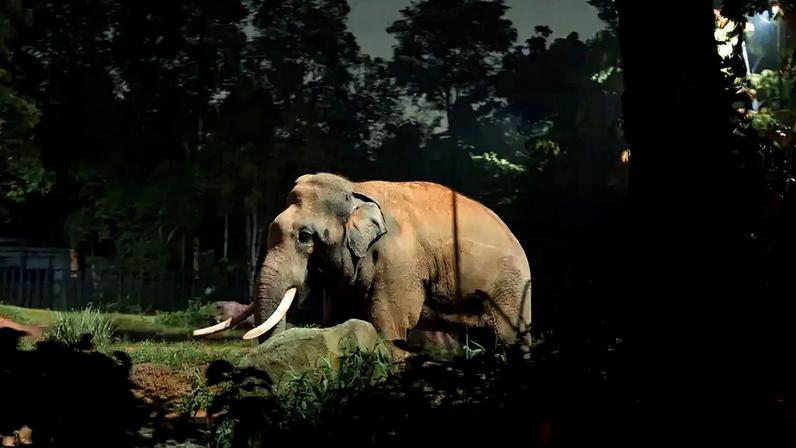 Elefante asiático adulto com presas longas e brancas, em pé sobre grama e terra, com árvores escuras ao fundo e iluminação artificial destacando o animal.