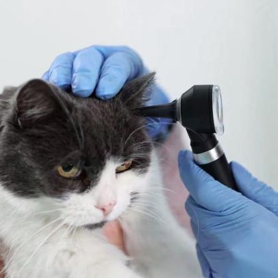 Como identificar e tratar problemas de ouvido em cães e gatos