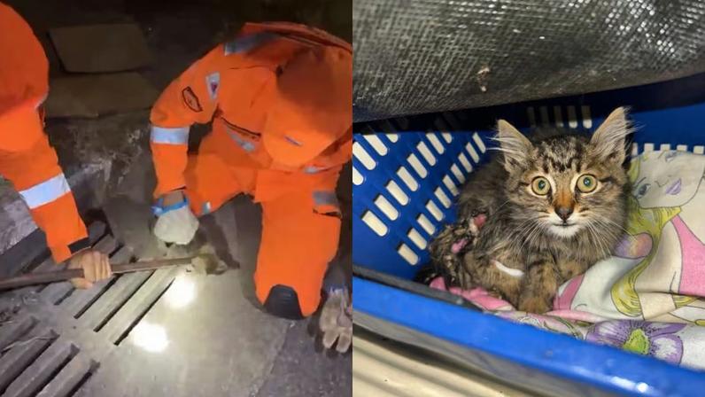 Gatinho foi resgatado de dentro de bueiro em Betim, na Grande BH